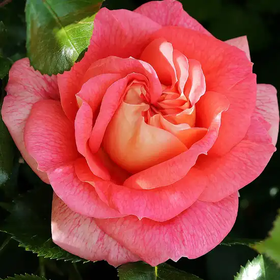 Roz - Trandafiri - Sommersonne® - Trandafiri online